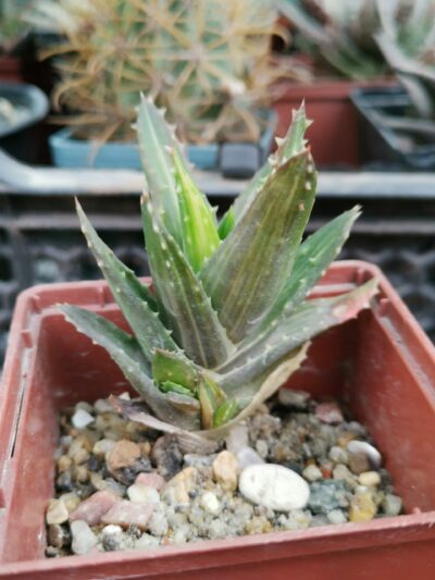 Aloe mitriformis var