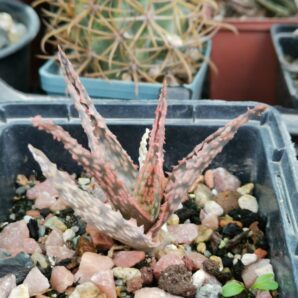 Aloe hibr