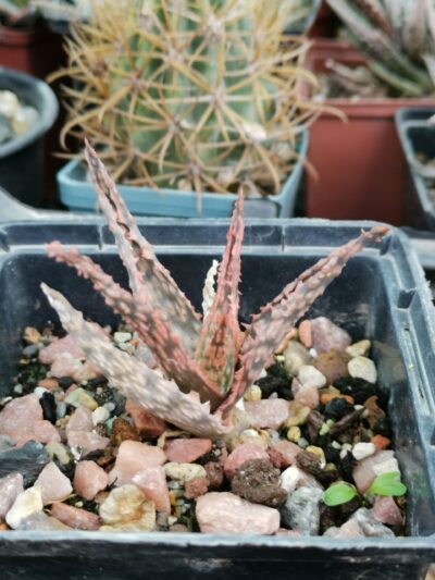 Aloe hibr
