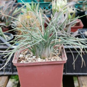 Aloe bowiea