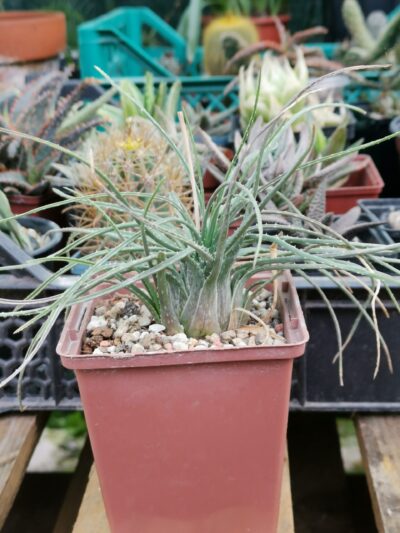Aloe bowiea