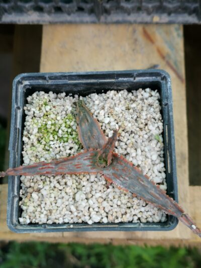Aloe Marmalade