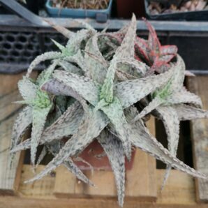 Aloe hibr