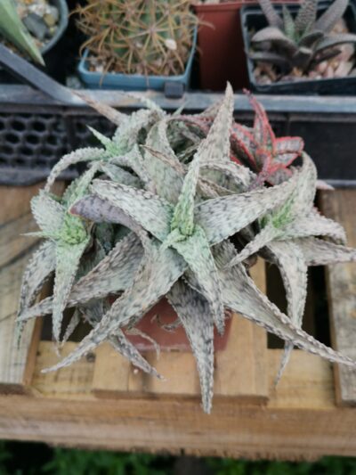 Aloe hibr