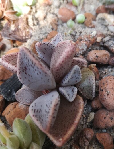 Lenophyllum guttatum
