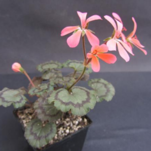 Pelargonium Dresden pink