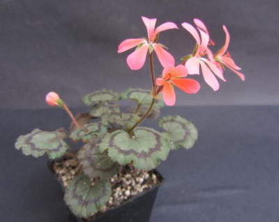 Pelargonium Dresden pink