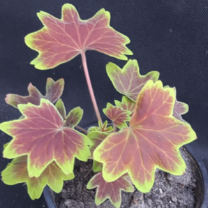 Pelargonium Vancouver Centennial