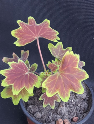 Pelargonium Vancouver Centennial