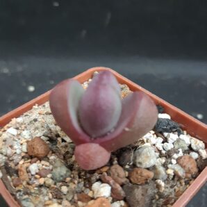 Pleiospilos nelii Royal Flush | 84