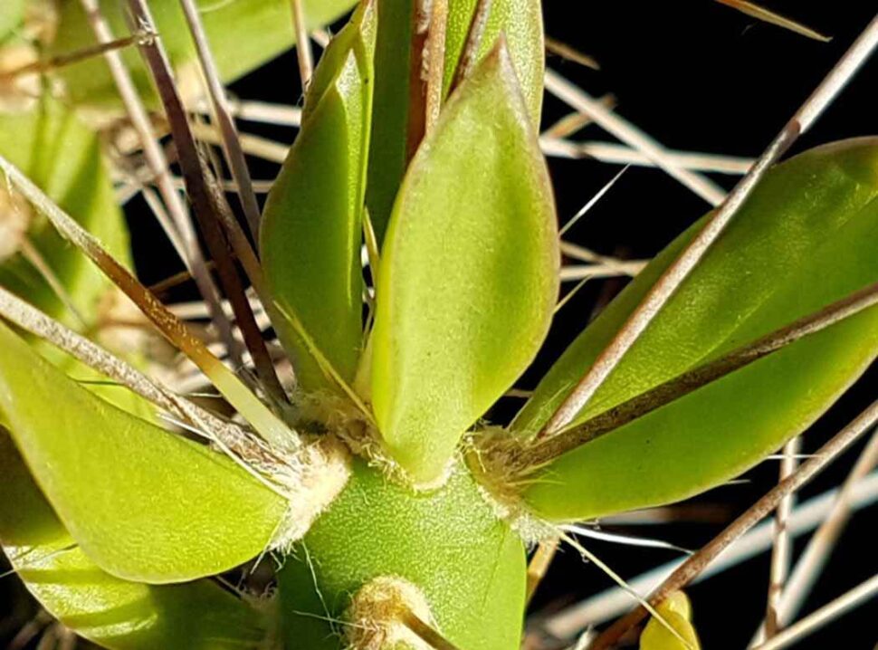 Quiabentia zehntneri