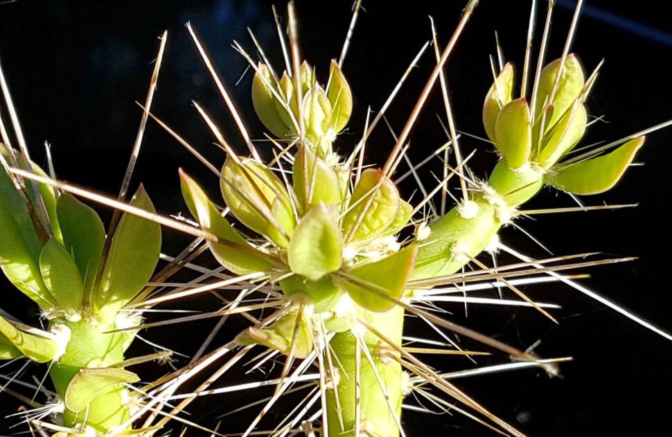 Quiabentia zehntneri