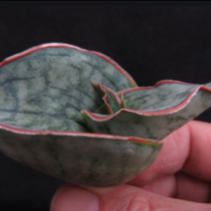 Sansevieria kirkii cv. Silver Blue