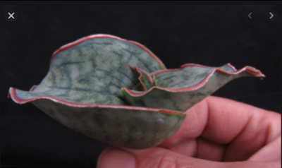 Sansevieria kirkii cv. Silver Blue