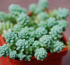 Sedum dasyphyllum