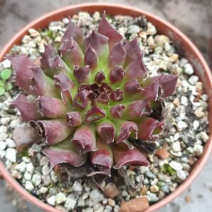 Sempervivum oddity