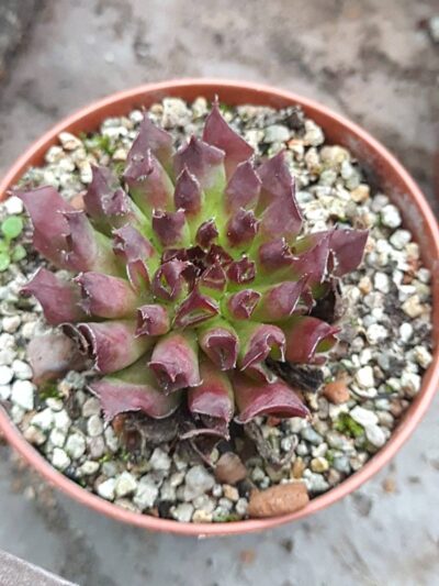 Sempervivum oddity