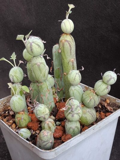 Senecio articulata globosa