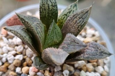 Haworthia "Splendens x 'Kegazato' x 'Yulia'" - Зображення 3