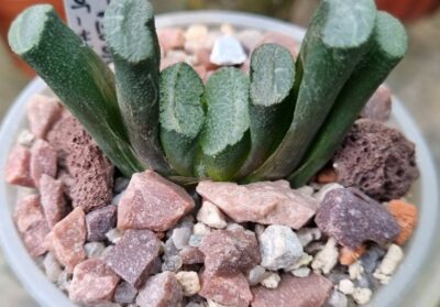 Haworthia "Truncata JAPAN VVG6 X Truncata M-k-h-N"
