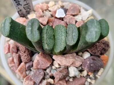 Haworthia "Truncata JAPAN VVG6 X Truncata M-k-h-N" - Зображення 2