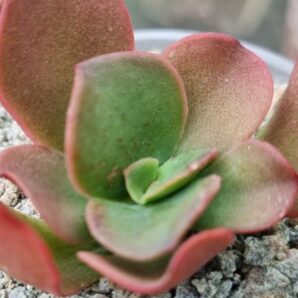 Echeveria "NEONIA"
