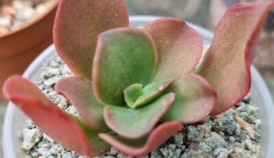 Echeveria "NEONIA"