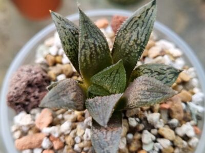 Haworthia "Splendens x 'Kegazato' x 'Yulia'" - Зображення 2