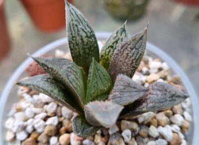 Haworthia "Splendens x 'Kegazato' x 'Yulia'"