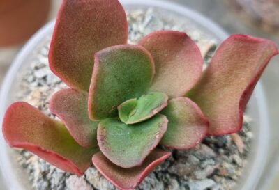 Echeveria "NEONIA" - Зображення 2