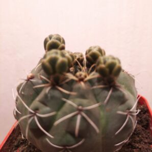 Gymnocalycium baldianum