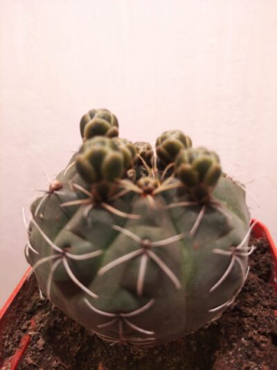 Gymnocalycium baldianum