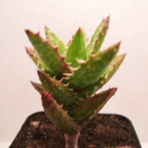 Aloe juvenna