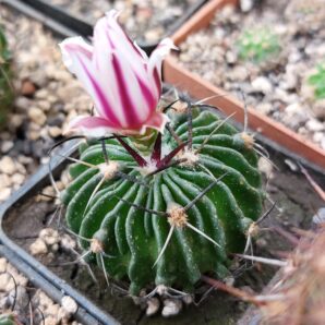 Stenocactus (echinofossulocactus) hookeri | 28