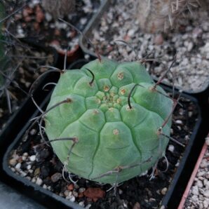 Matucana medisoniorum | 58