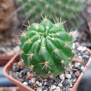 Lobivia hertrichiana