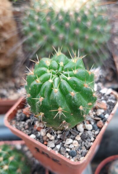 Lobivia hertrichiana