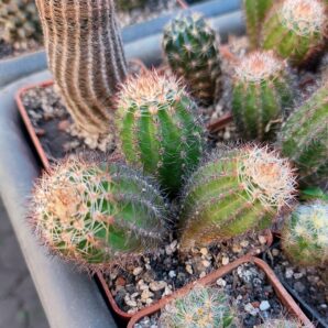 Lobivia aurea v.shaferi