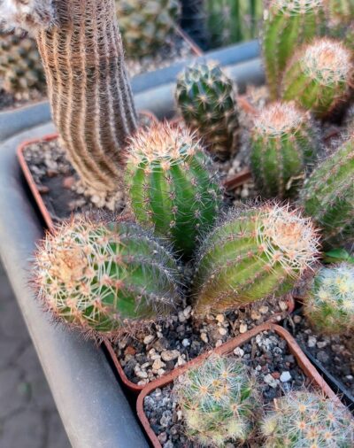 Lobivia aurea v.shaferi