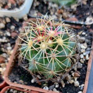 Thelocactus bicolor | 87