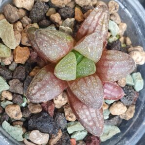 Haworthia turgida var.suberecta