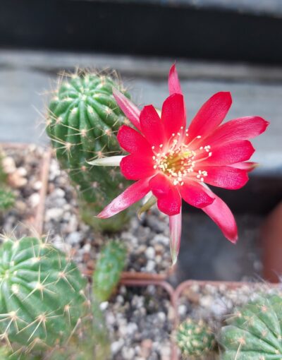 Lobivia hertrichiana v.hertrichiana - Зображення 2