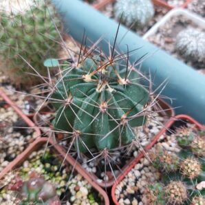 Lobivia jajoiana v. nigrostoma