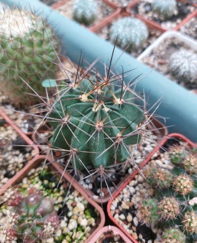 Lobivia jajoiana v. nigrostoma