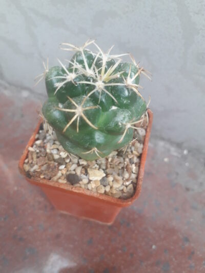 Coryphantha garessii - Зображення 2
