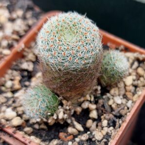 Rebutia heliosa | 85