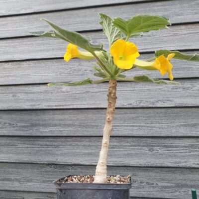 Uncarina roeosliana - Зображення 2