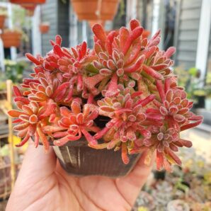 Crassula pubescens