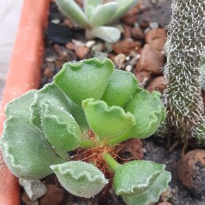 Adromischus cristatus