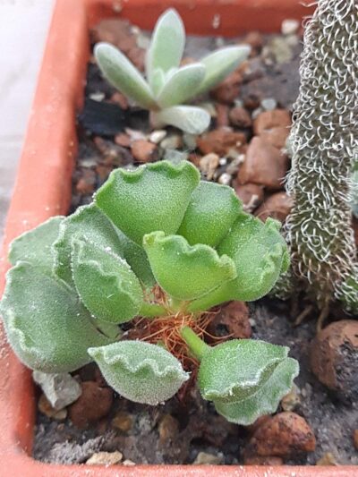 Adromischus cristatus